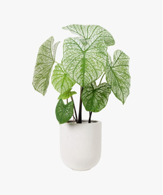 Alocasia Natural Polly Plant In White Pot