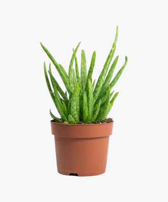 Bee Green Aloe Squarrosa Vera Clumb