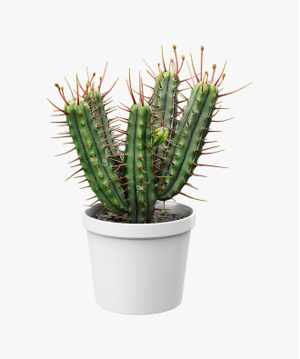 Euphorbia Natural Cactus Potted Plant