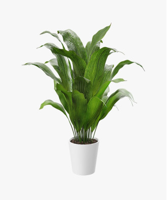 Little Krimson Aspidistra Indoor Plant