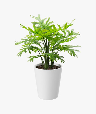 Royal Land Tree Philodendron Plant