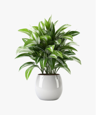Simple Natural Aglaonema Outdoor Plant