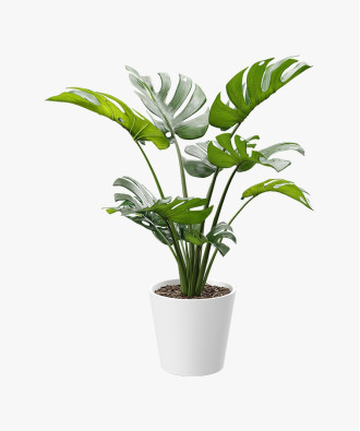 Tied Artificial Swiss Cheese Potted Plant